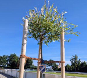 Baumpflanzchallenge