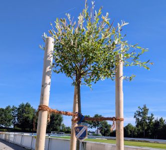 VfL pflanzt für die Zukunft